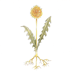 Current About A Delicate Fantasy dandelion logo image