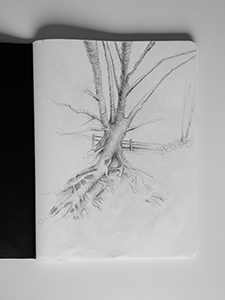 Tree Roots pencil sketch III image